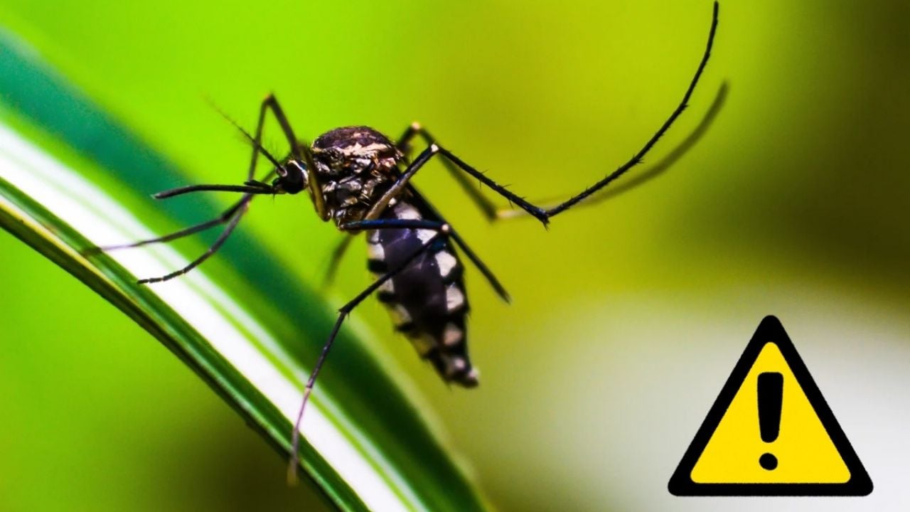 Conoce el PODEROSO truco casero para ELIMINAR a los mosquitos de tu habitación