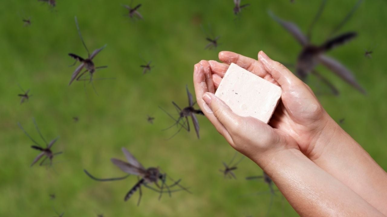 Despídete de los mosquitos en casa con este insecticida fácil y barato a base de jabón Zote