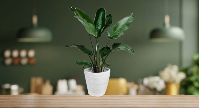 Las plantas de interior que debes SACAR de tu casa antes de que la invadan cucarachas y otras plagas