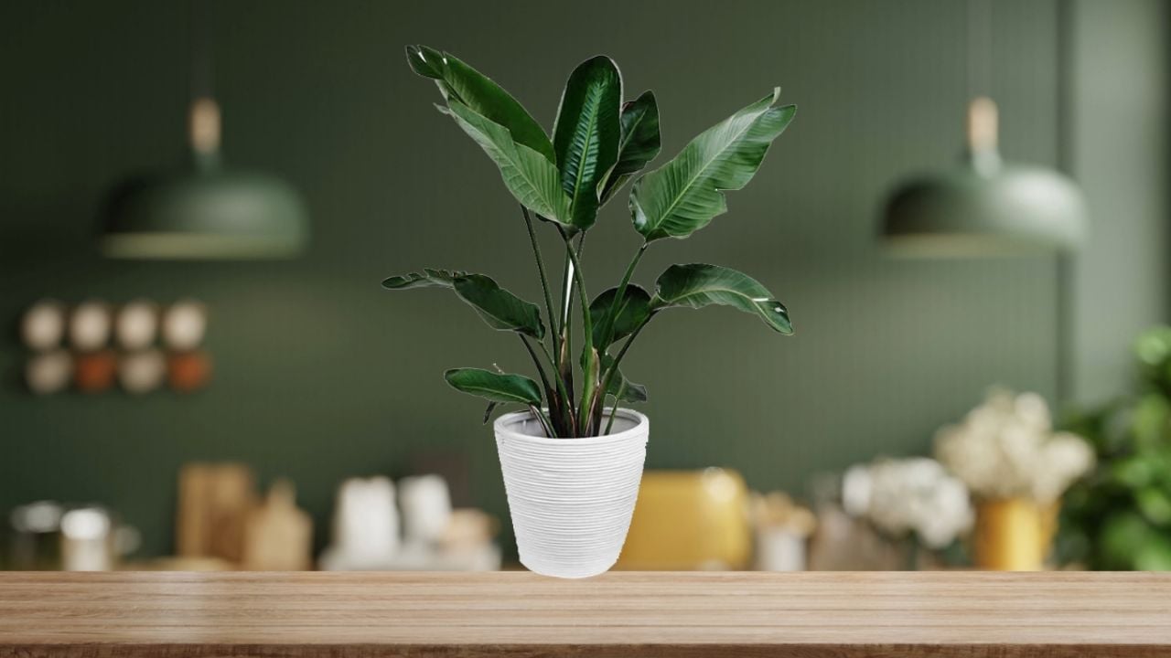 Las plantas de interior que debes SACAR de tu casa antes de que la invadan cucarachas y otras plagas