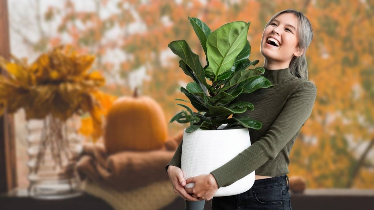 5 plantas de interior ideales para decorar tu casa con estilo otoñal en octubre y noviembre