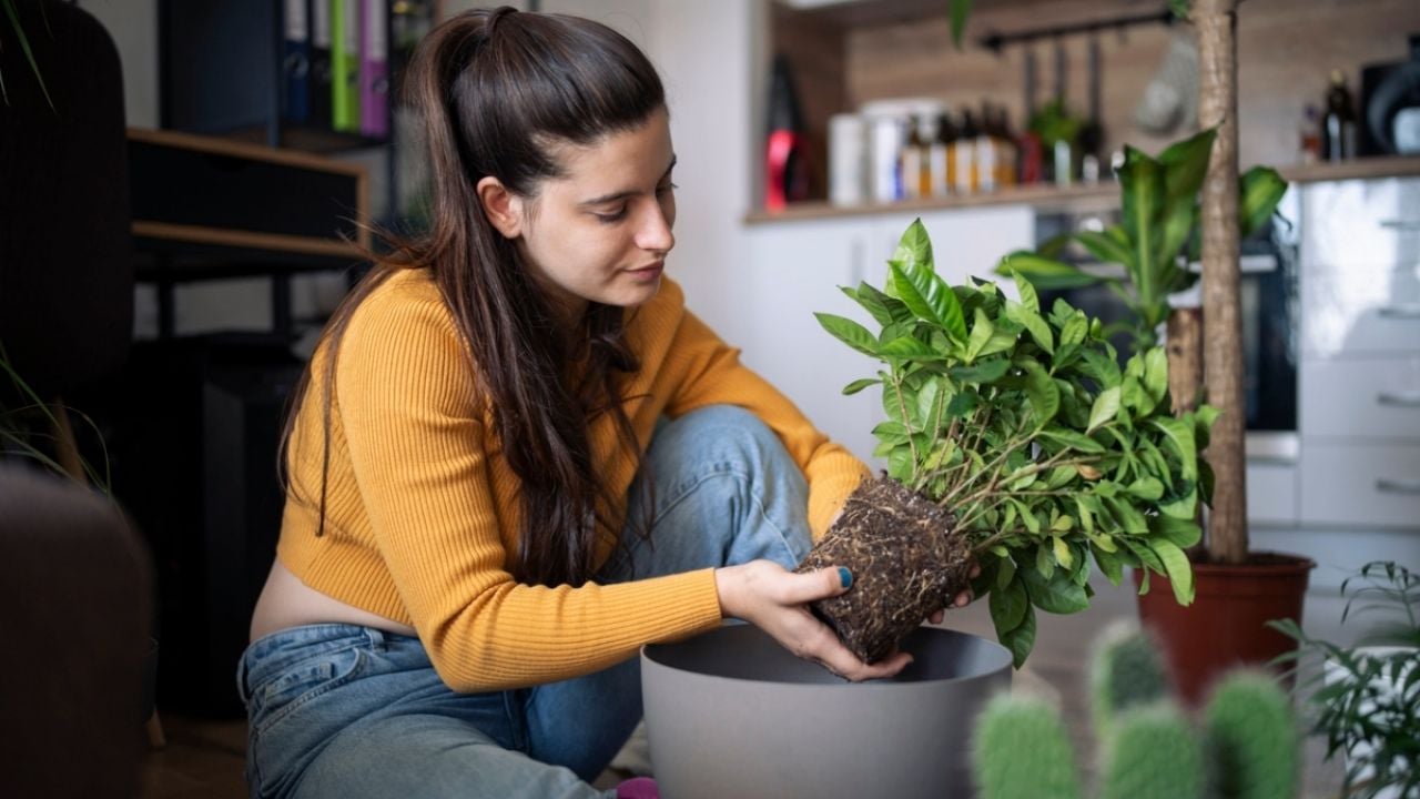 Las 3 plantas de interior que debes tener para eliminar las hormigas de tu casa