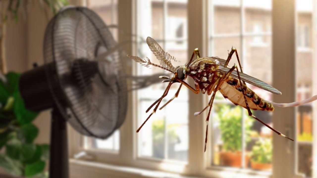 El truco más fácil y barato con un ventilador para que los mosquitos no te piquen durante la noche