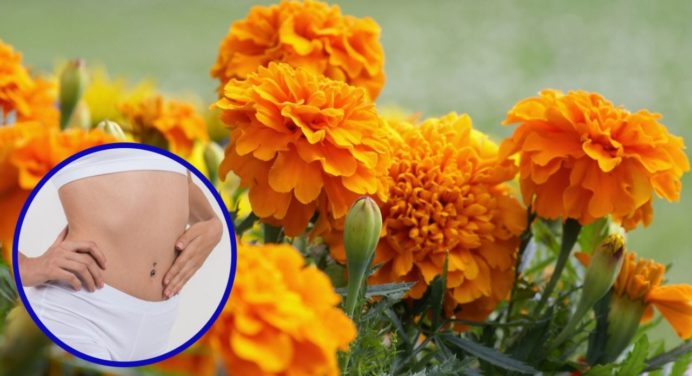 ¿Cómo utilizar la flor de cempasúchil para curar la tos y quitar la inflamación del vientre?