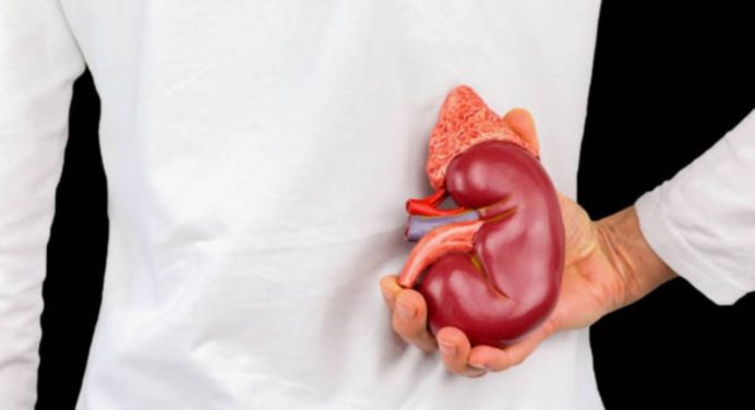 La planta medicinal que elimina las toxinas, depura el hígado y combate la insuficiencia renal