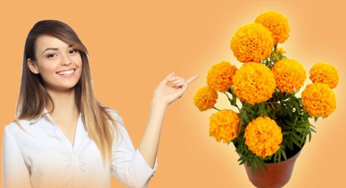 ¿Cómo regar y podar la flor de cempasúchil en maceta para que luzca hermosa por más tiempo?