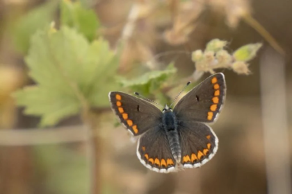 Conoce el significado de encontrar una mariposa marrón en tu casa