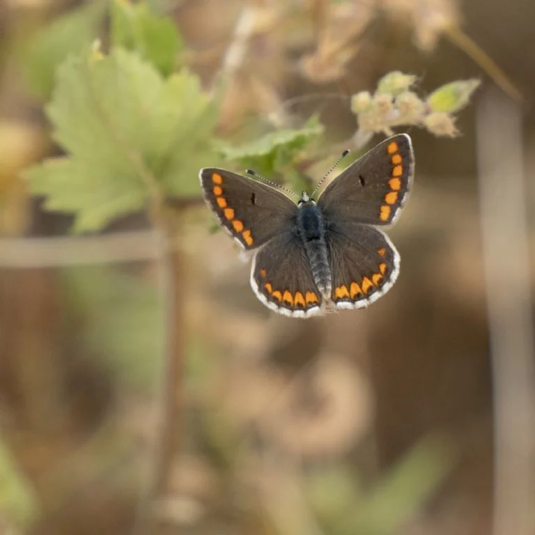 Conoce el significado de encontrar una mariposa marrón en tu casa