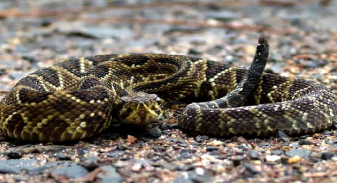 Obrero fue mordido por una serpiente en Falcón