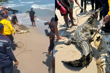 Habitantes del sector avisaron a las autoridades y precisaron que el caimán se encontraba en las inmediaciones de la playa Cuchivano.