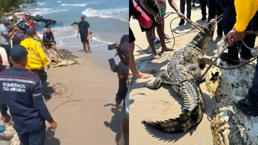 Habitantes del sector avisaron a las autoridades y precisaron que el caimán se encontraba en las inmediaciones de la playa Cuchivano.