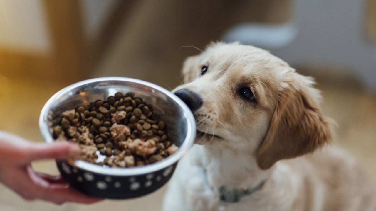 ¿Qué alimentos debes agregar a la dieta de tu perro y gato para mejorar su salud?