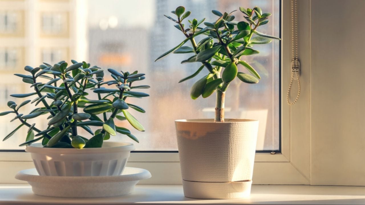 ¿Cómo utilizar la cáscara del tomate para revivir tu árbol de jade y que sus flores crezcan fuertes?