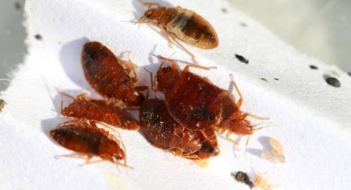 Elimina las 4 plantas de primavera para evitar plagas de chinches