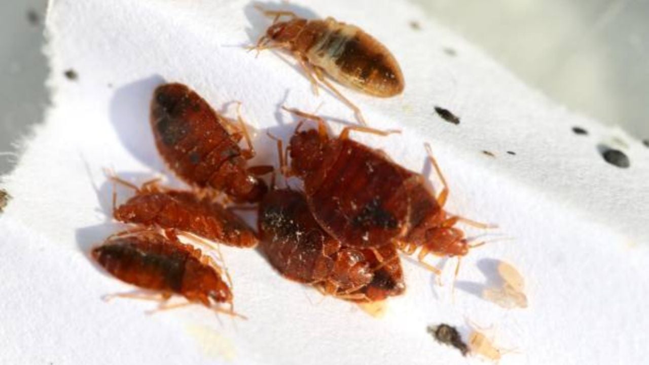 El eficaz remedio casero que acaba con las chinches y otros insectos en 3 minutos