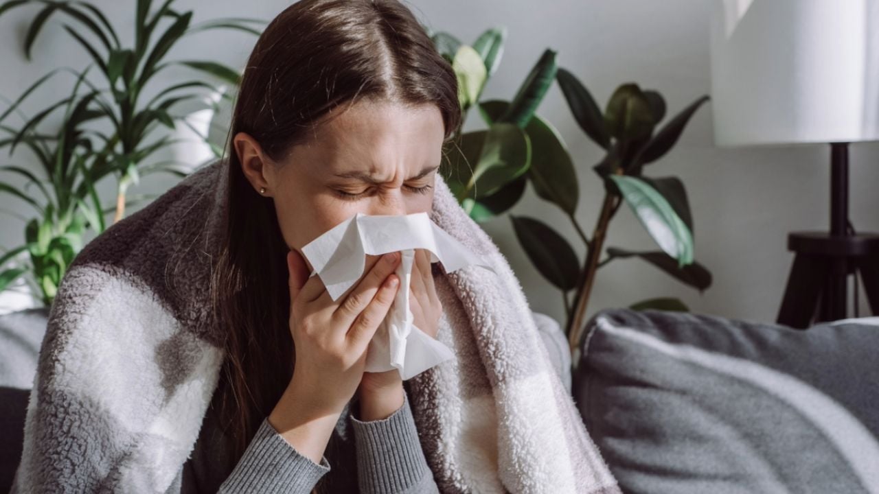 La planta que oculta un tesoro medicinal para aliviar la gripe y dolores de reumas en época de frío