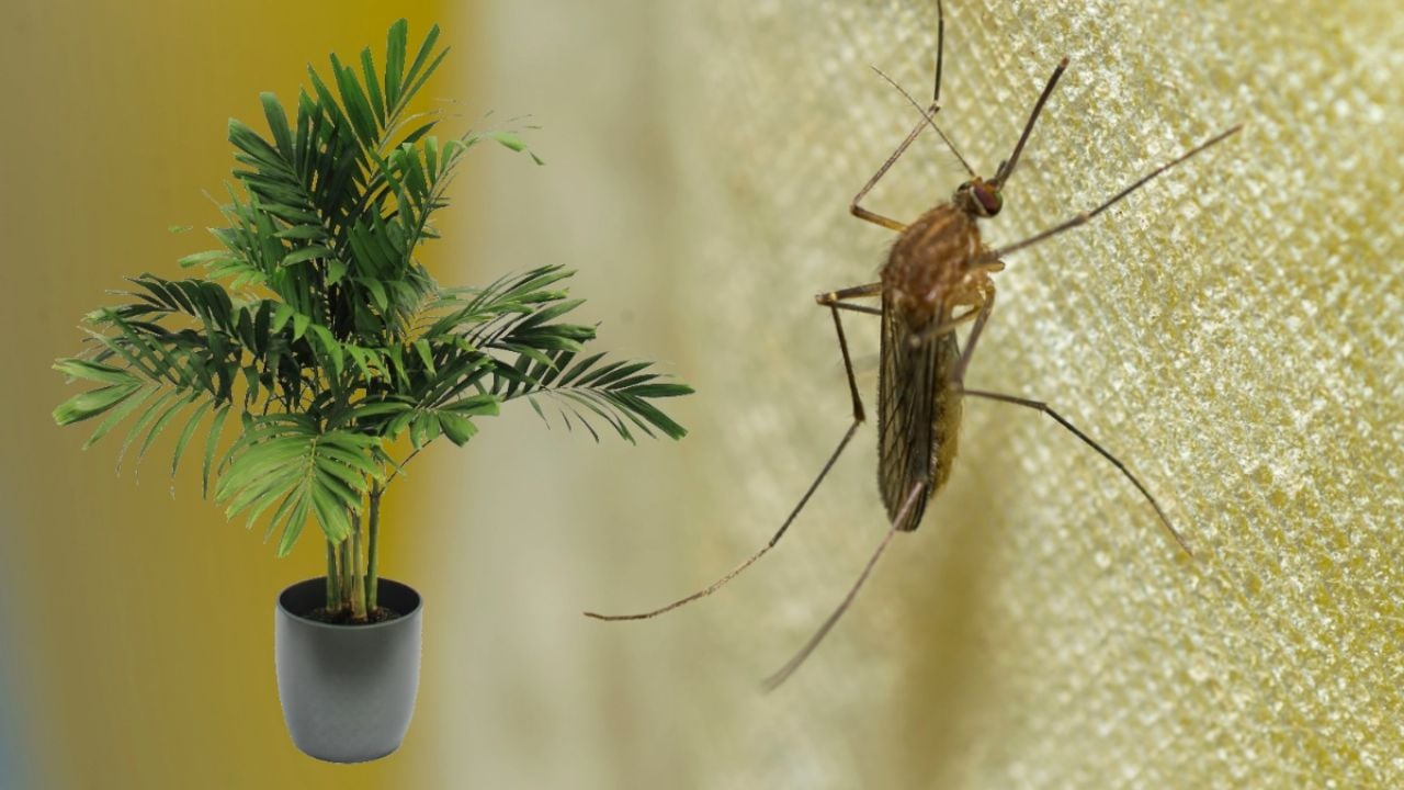 Ahuyenta los mosquitos de tu habitación con estas plantas aromáticas de interior