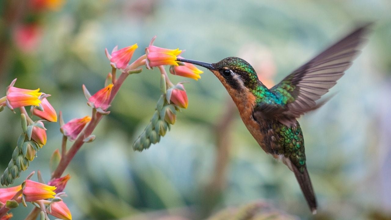 ¿Qué significa que un colibrí visite tu casa todos los días, según la Inteligencia Artificial?