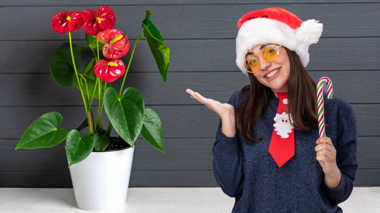 5 plantas rojas para adornar tu hogar con un toque decembrino y elegante antes de Navidad