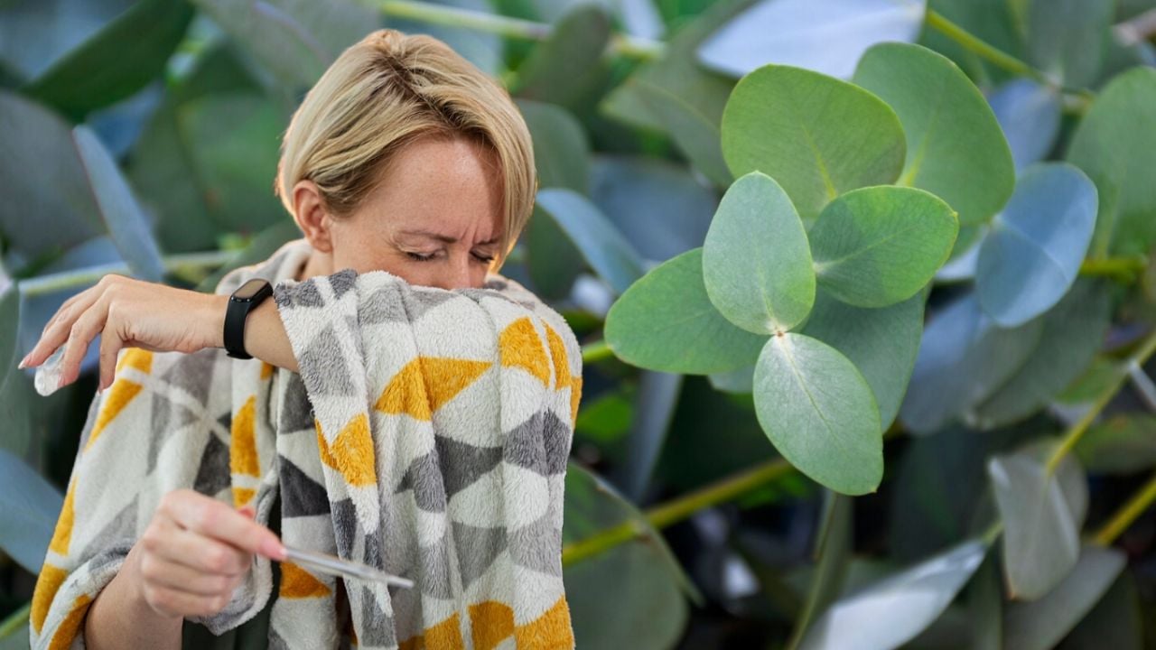 La planta medicinal que ayuda a descongestionar los pulmones por la gripe y puedes sembrar en casa