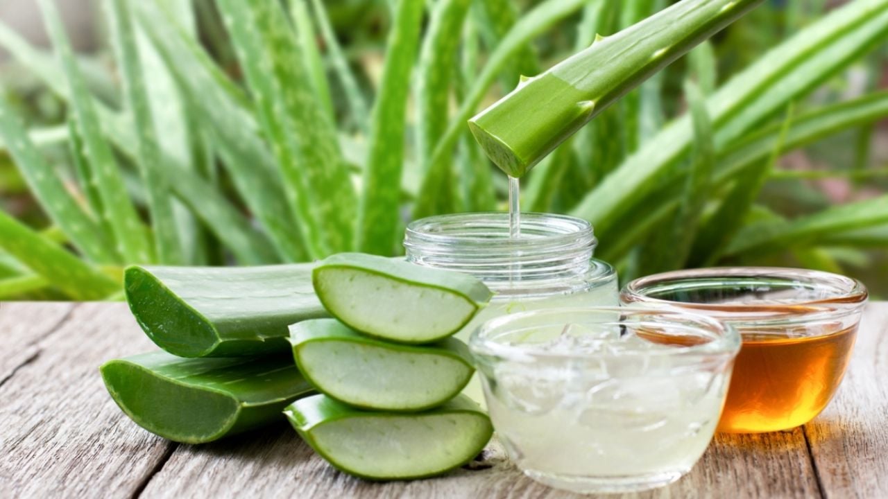 El té de aloe vera para bajar de peso y reducir los niveles de azúcar en la sangre