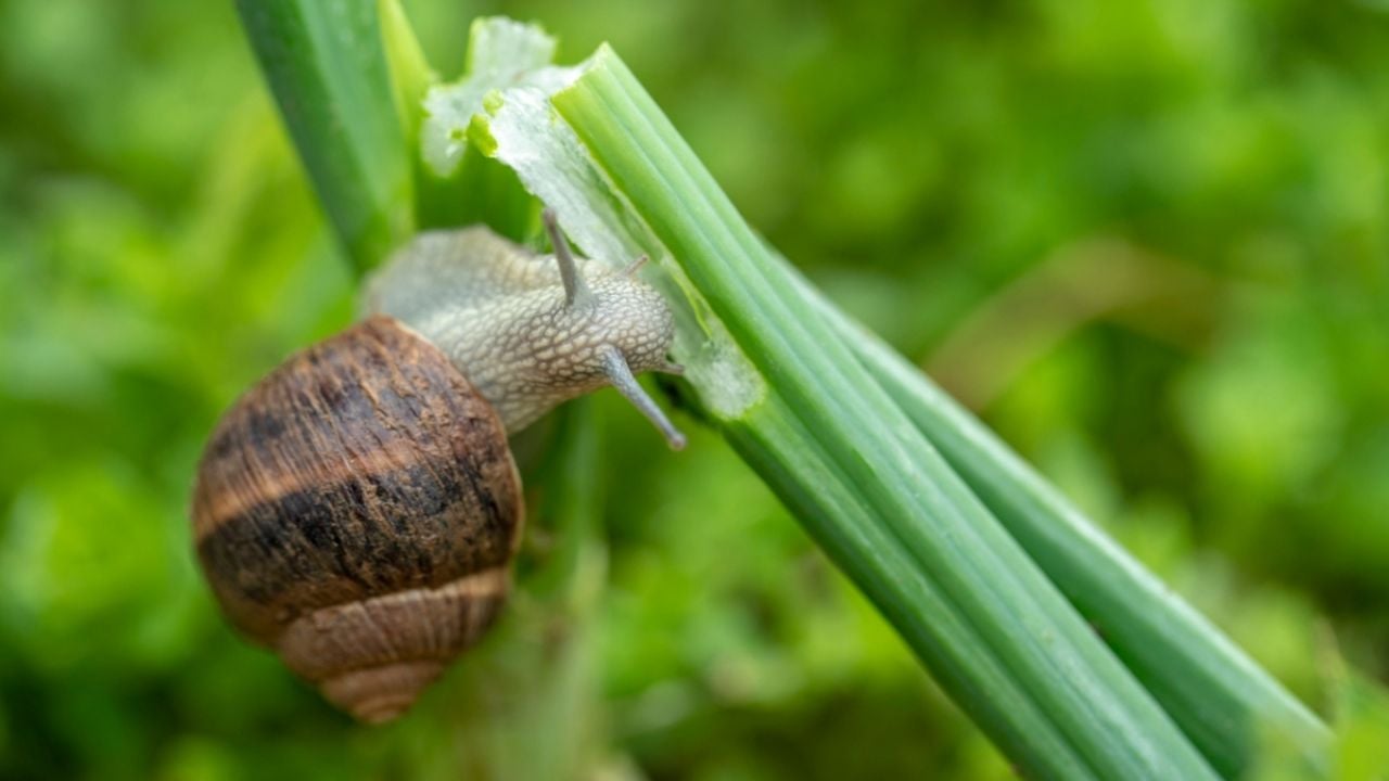 ¿Qué significa encontrar un caracol dentro de tu casa? Este es su símbolo espiritual