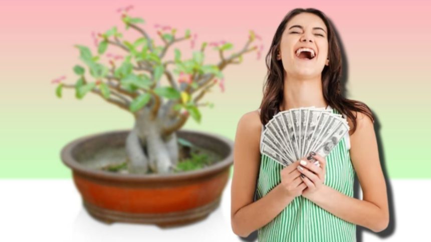 Descubre cómo activar el árbol de la abundancia para atraer dinero ilimitado y éxito financiero