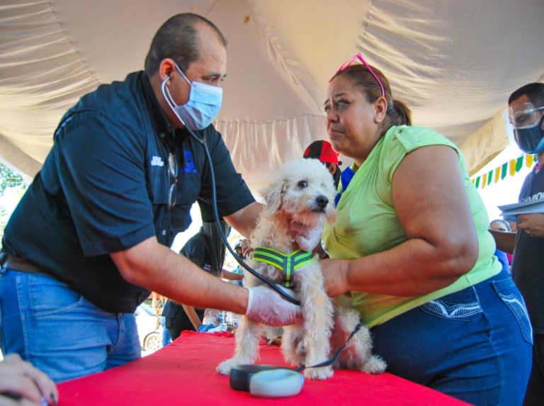 Esterilizaron 828 perros y gatos en el estado Nueva Esparta