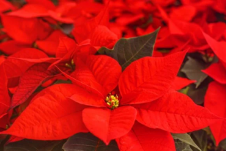 ¿Cómo lograr que la flor de Pascua se ponga roja para lucir en Navidad?