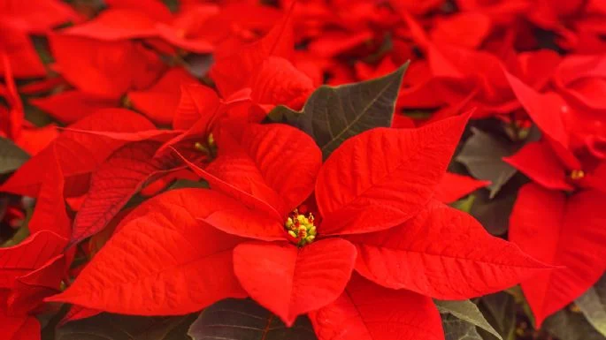 ¿Cómo lograr que la flor de Pascua se ponga roja para lucir en Navidad?