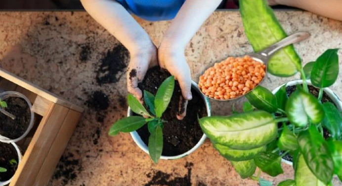 ¿Cómo utilizar las lentejas para que tus plantas echen raíces en tiempo récord?