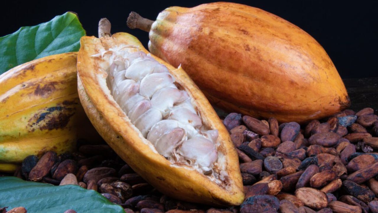 Productores de cacao exigen un precio justo en el mercado internacional