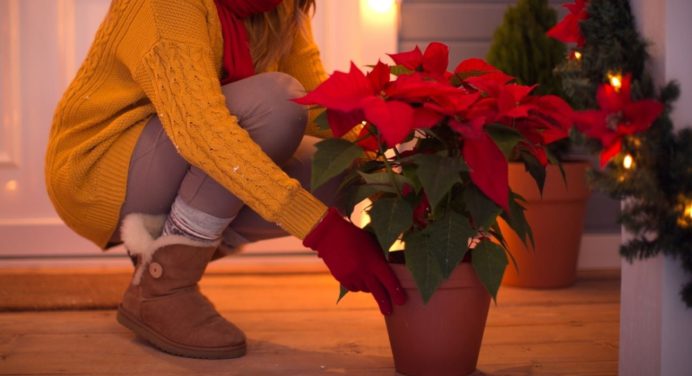 Las plantas de Navidad para sembrar en tu jardín o adornar el interior de tu casa en diciembre