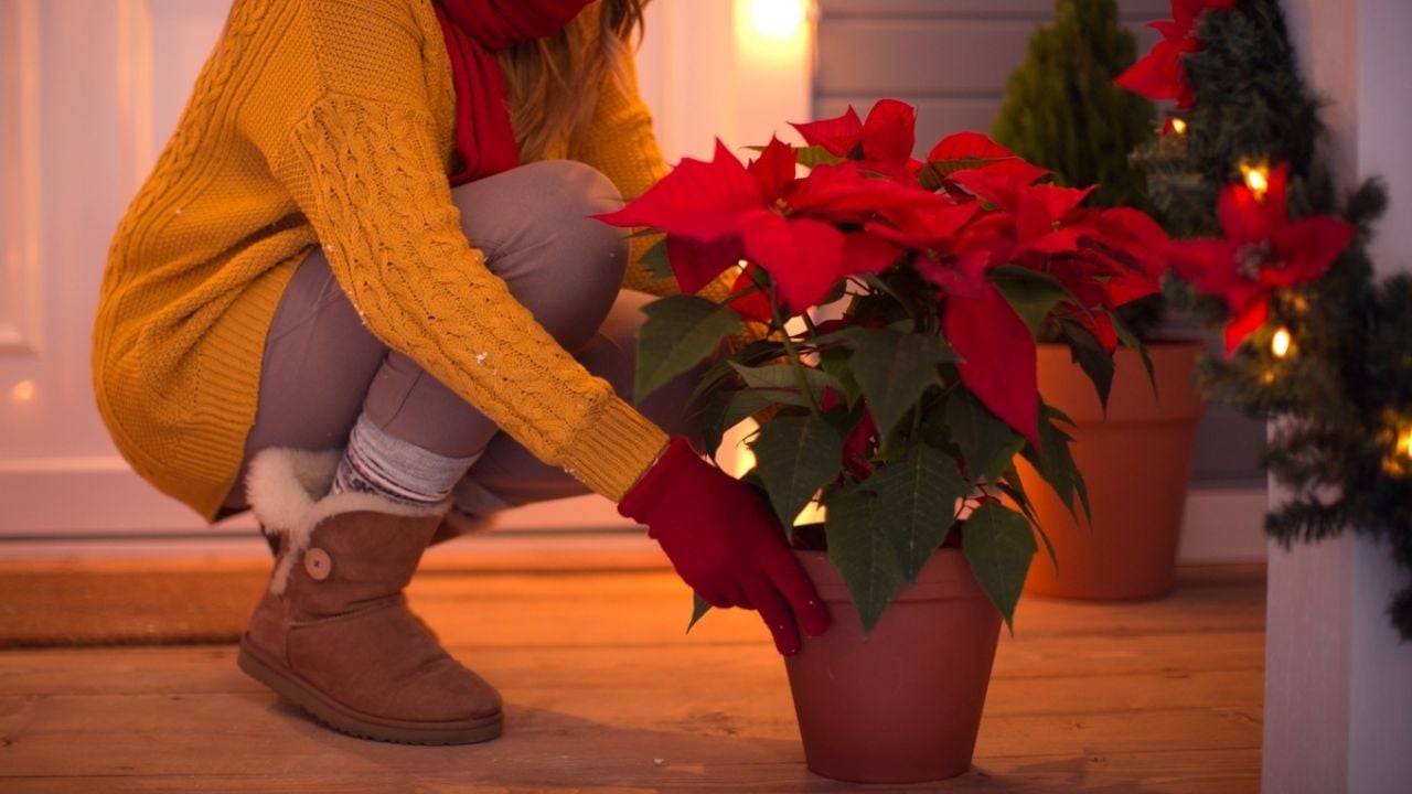 Las plantas de Navidad para sembrar en tu jardín o adornar el interior de tu casa en diciembre