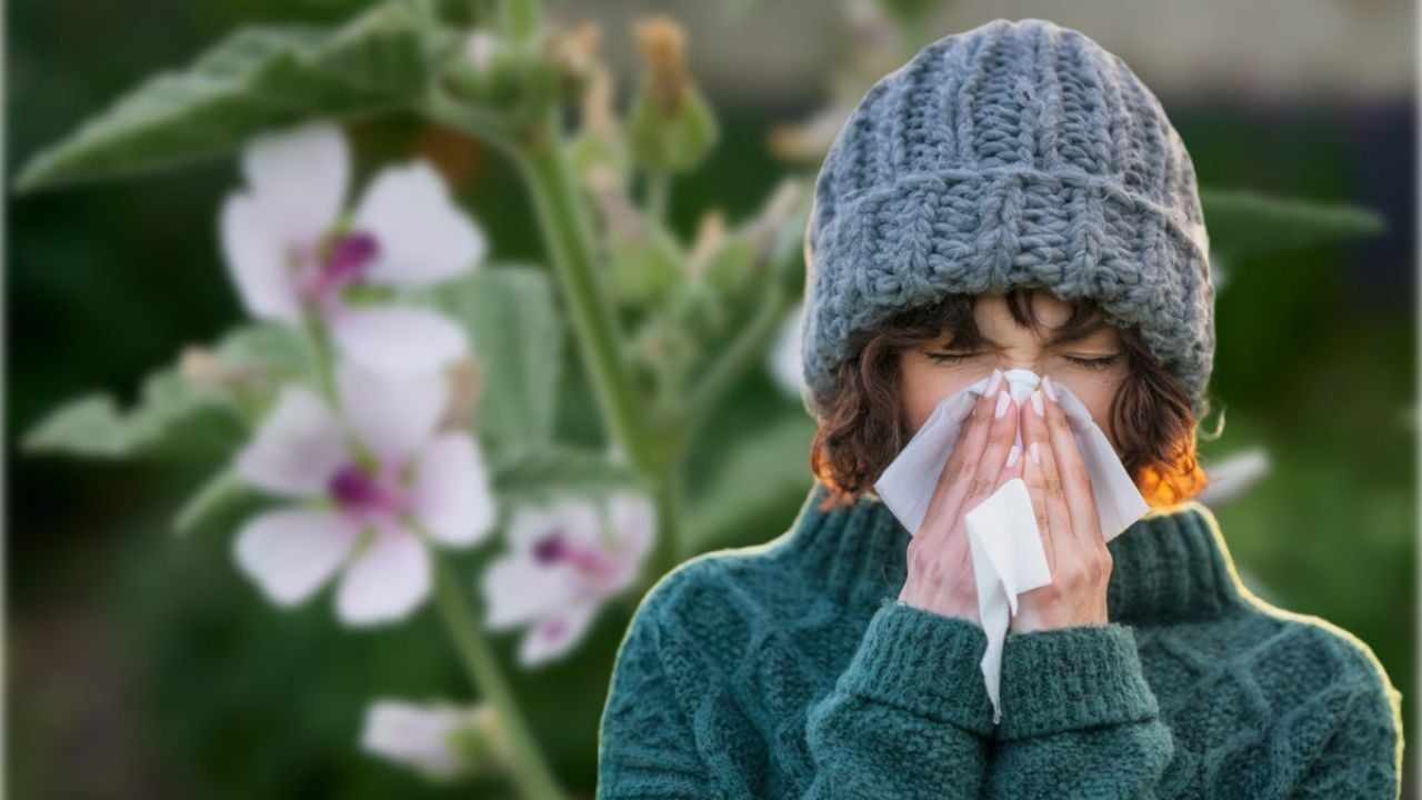 La planta medicinal con poder curativo para aliviar la gripe y quitar la resequedad en época de frío