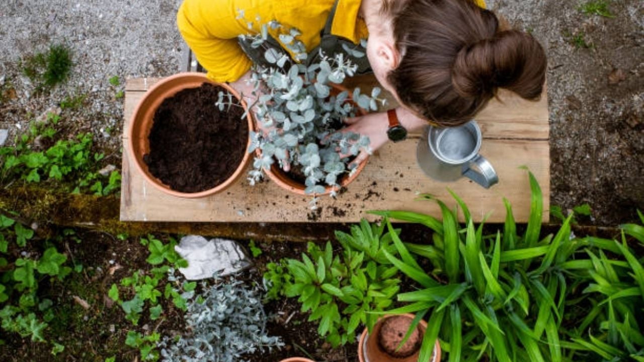 La planta sagrada para limpiar malas energías y atraer dinero en Navidad