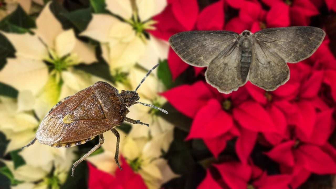 Despídete de las plantas de Navidad y evita plagas en tu hogar