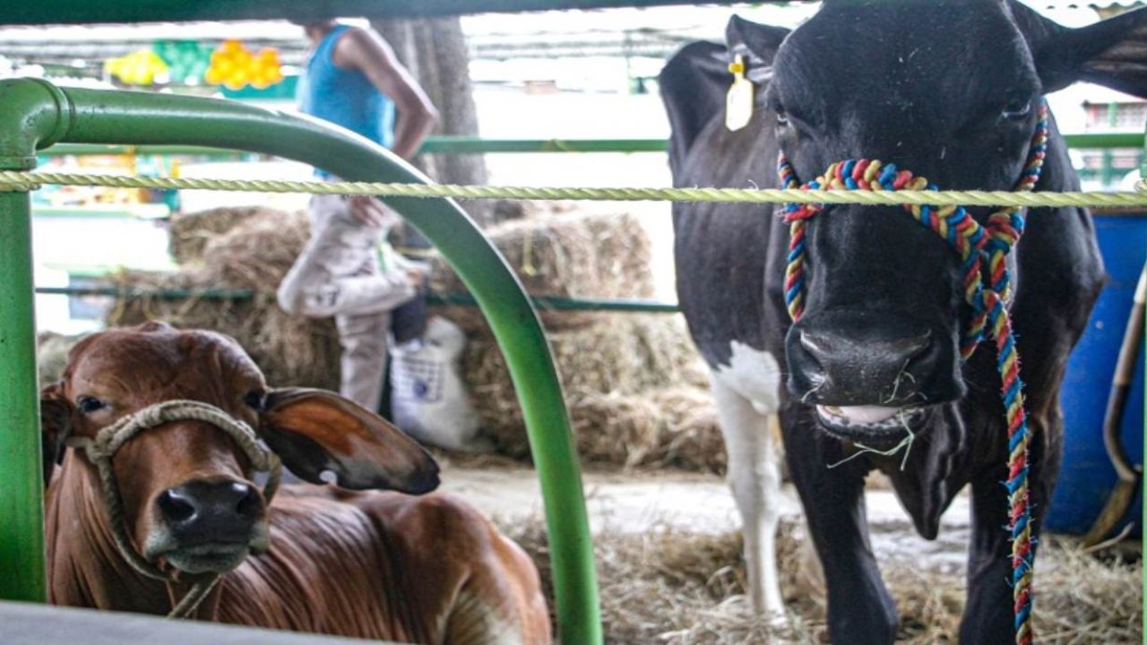 Preparativos para la Expoferia Agropecuaria 2024 en Falcón