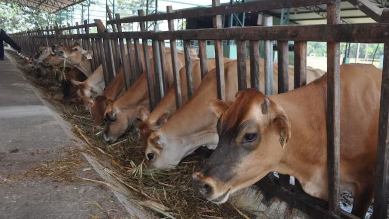 Fedenaga aboga por estabilización del precio de la carne en $2.1/kg para productores