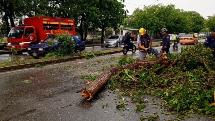 Temporal causa estragos en Barquisimeto: 11 árboles caídos e inundaciones