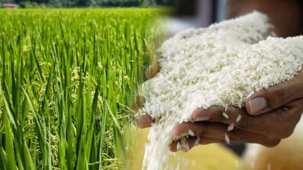 Aumento del 26% en la producción de arroz en 2024: ¡Un éxito agrícola!