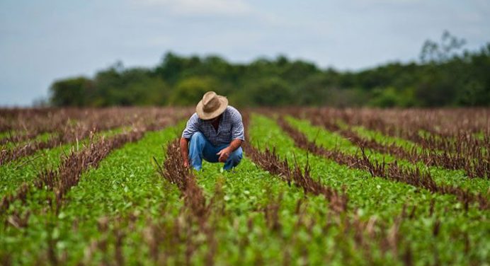 Reducción del 43% en tierras sembradas por Fedeagro en 2024: una alerta para la agricultura