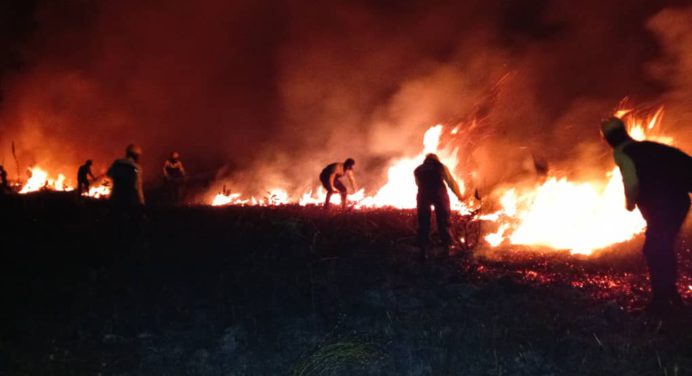 Bomberos forestales combaten incendio de vegetación