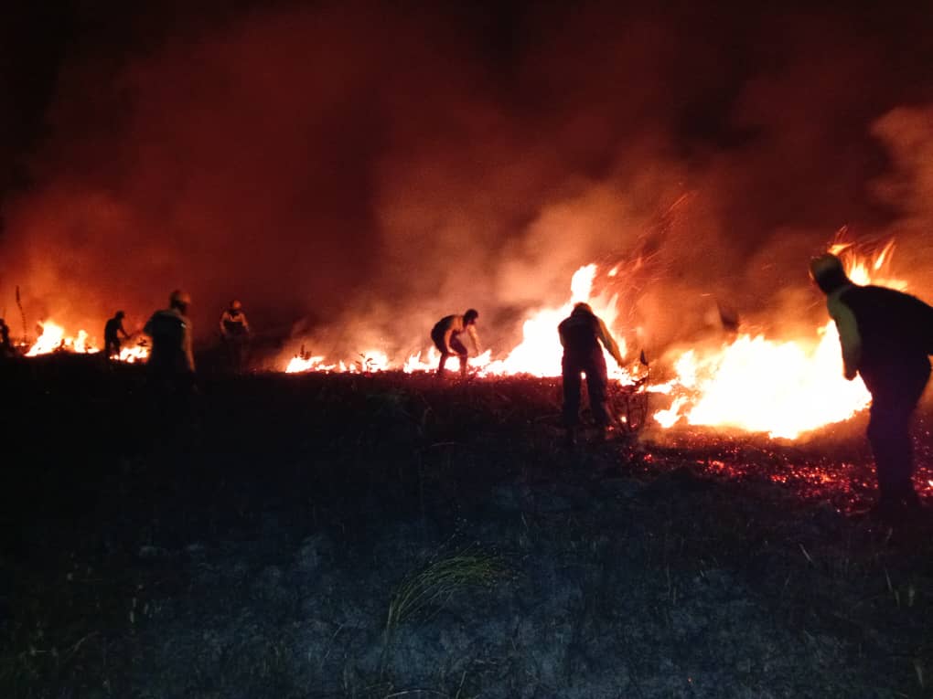 Bomberos forestales combaten incendio de vegetación