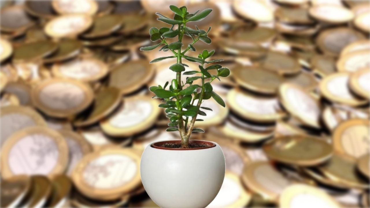 Sembrando fortuna: ¿Cuántas monedas en tu árbol de jade para el Año Nuevo 2025?