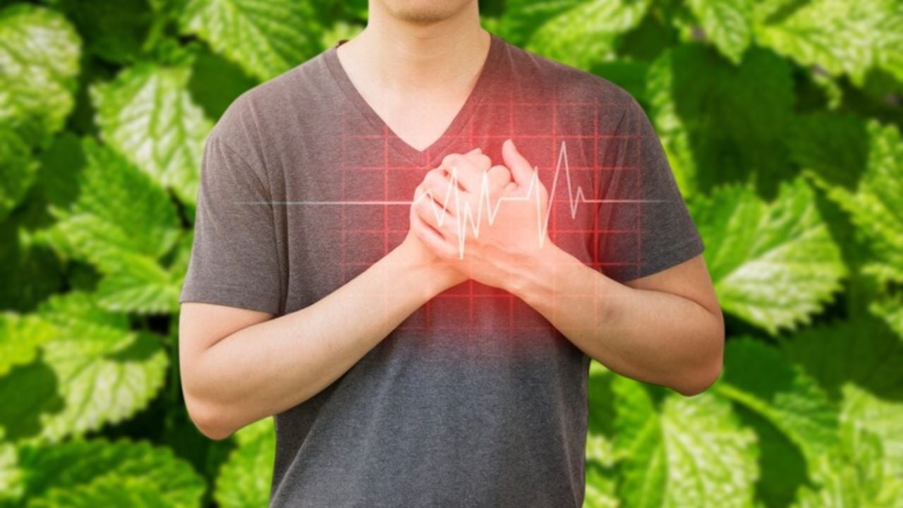 Planta ancestral mexicana: el poder para controlar los nervios y combatir problemas cardiacos