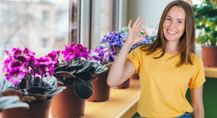 La planta de interior perfecta: florece todo el año y embellece tu hogar