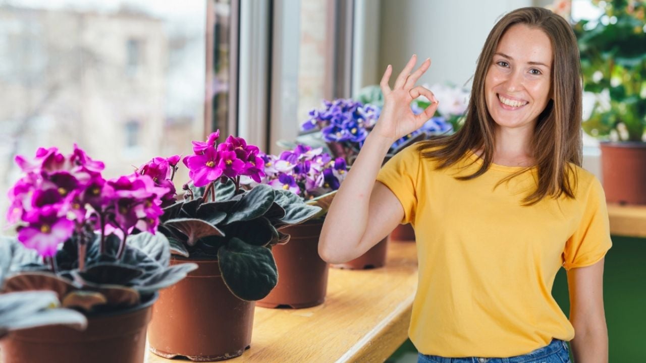 La planta de interior perfecta: florece todo el año y embellece tu hogar