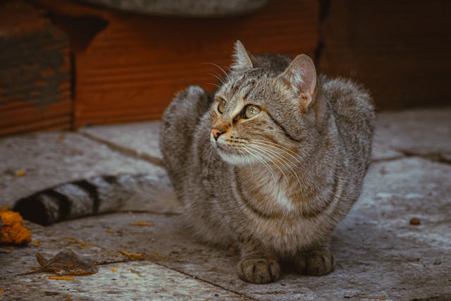 Vecinos denuncian envenenamiento masivo de gatos en Los Teques: ¡Urge acción!