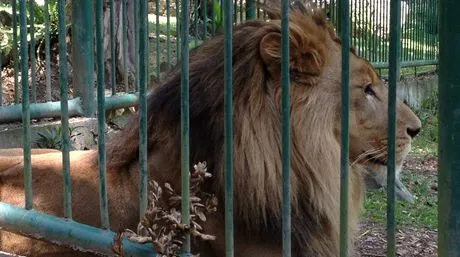 Horror en el zoológico: Hombre atacado por leones en Chorros de Milla